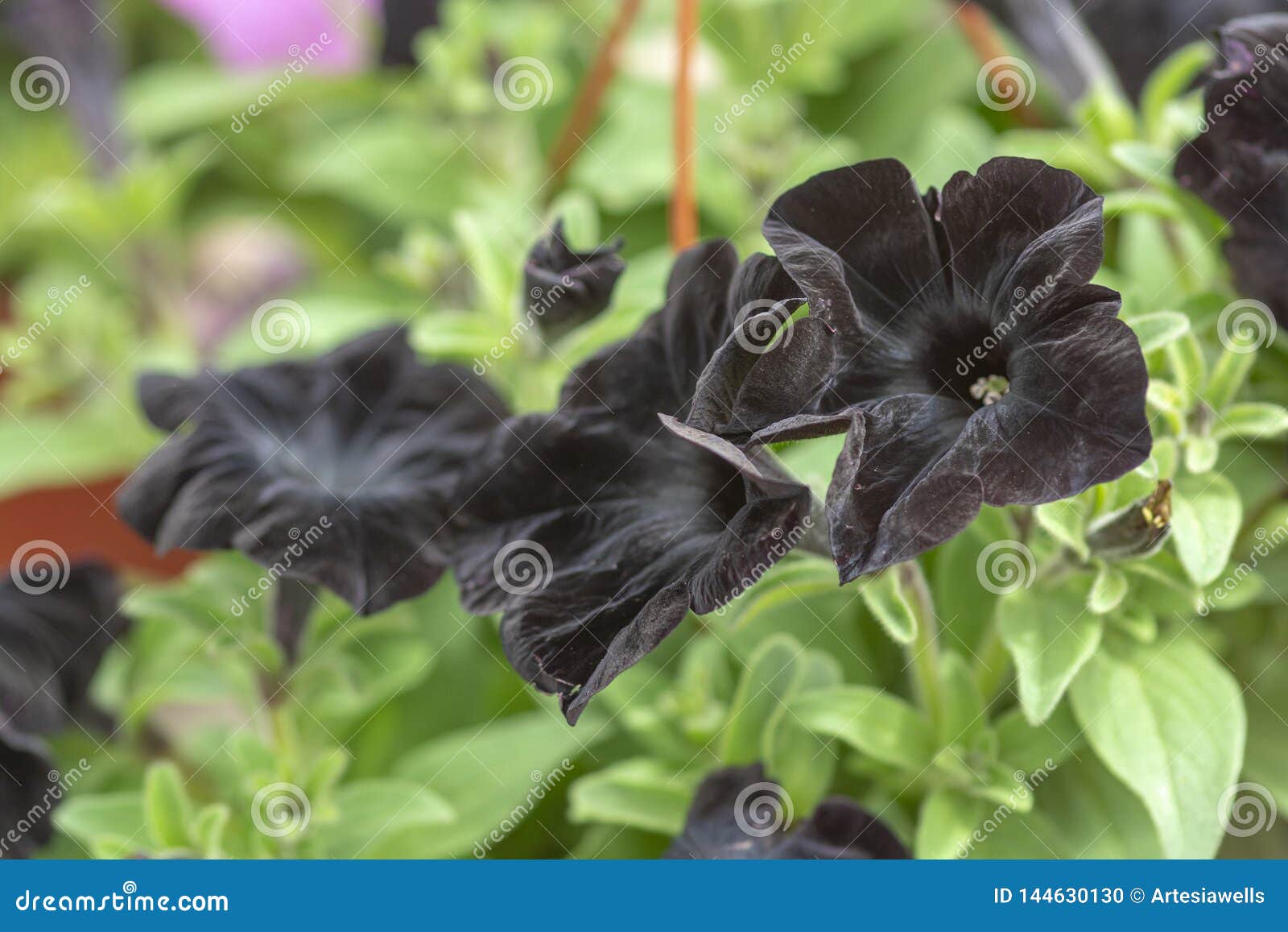 Black Petunia Flowers Stock Photo Image Of Decoration 144630130