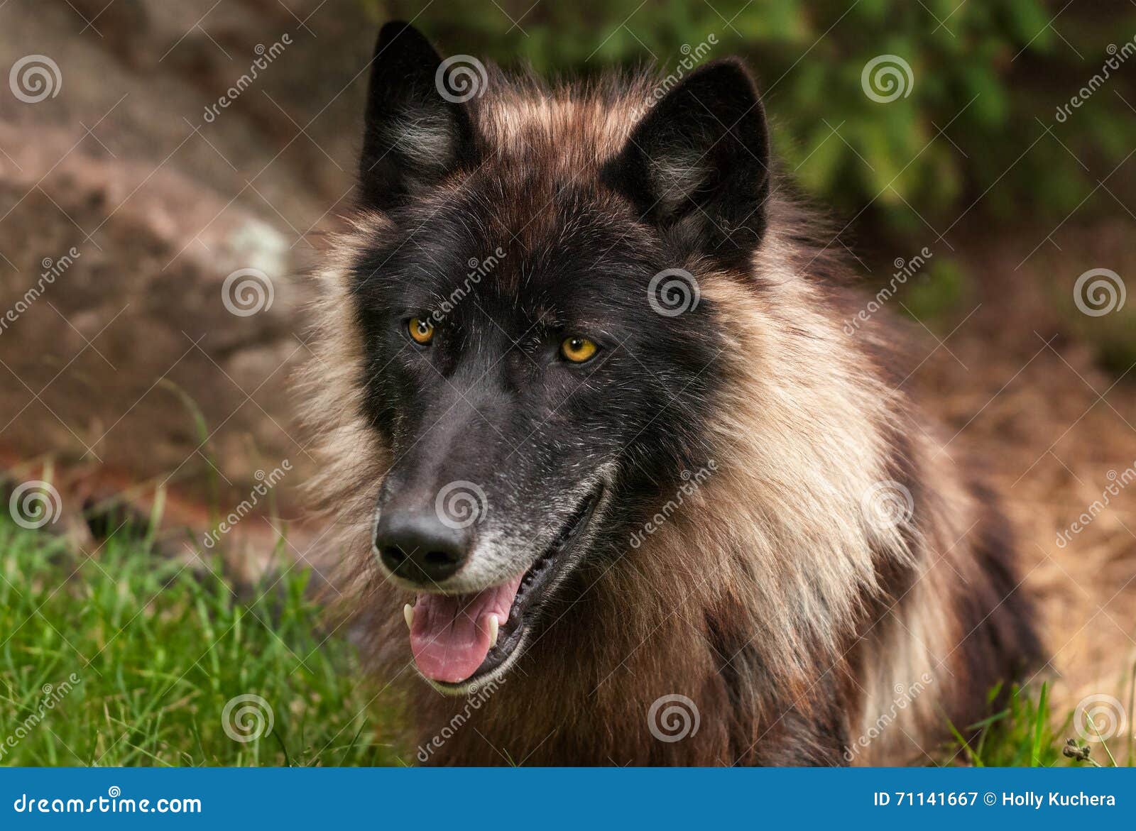 Black Phase Grey Wolf (Canis Lupus) Head Stock Image Image of