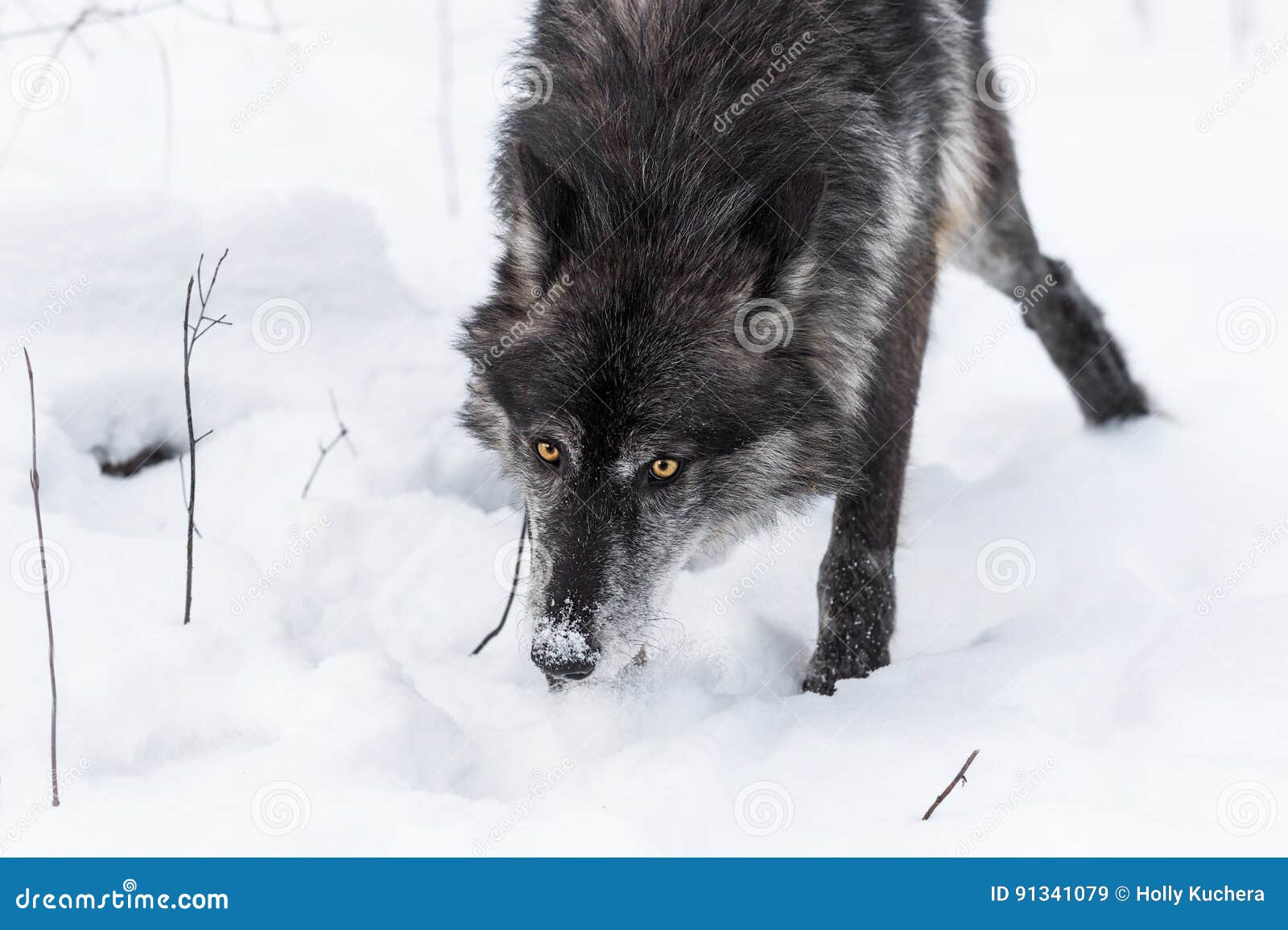 Black Phase Grey Wolf Canis Lupus Nose Down through Snow Stock Image - Image of phase, animal: 91341079 Black Phase Grey Wolf Canis Lupus Nose Down through Snow Stock Image - Image of phase, animal: 91341079