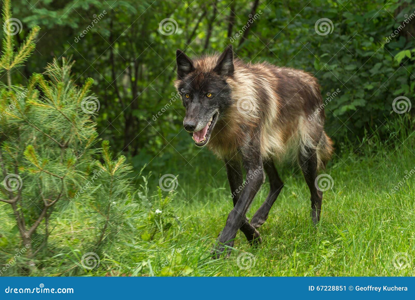 Black Phase Grey Wolf Canis Lupus Steps Out Of River Autumn Stock Photo