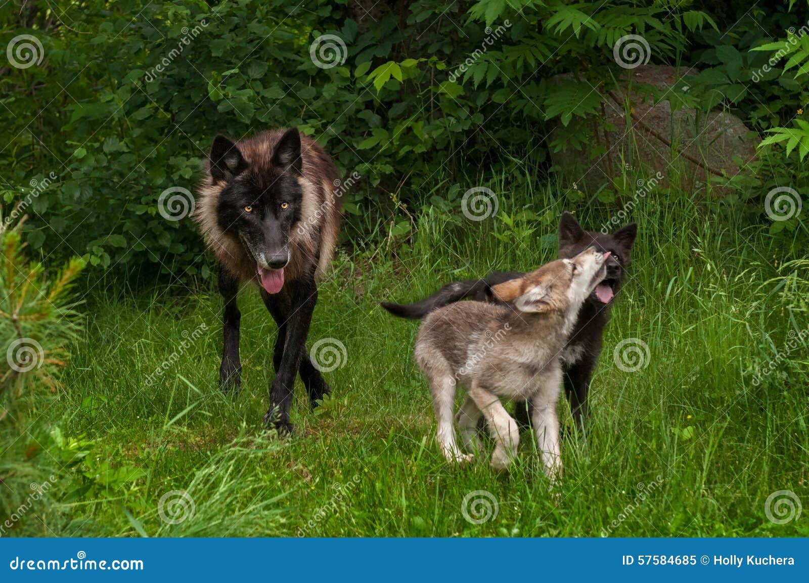 Black Phase Grey Wolf (Canis Lupus) and Two Pups Stock Image Image of