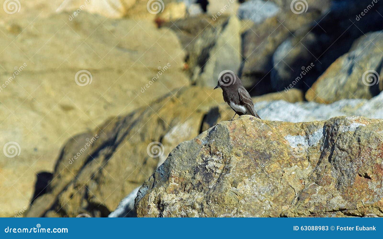 Black Phoebe on a Rock at Salt Creek Beach Park in Dana Point ...