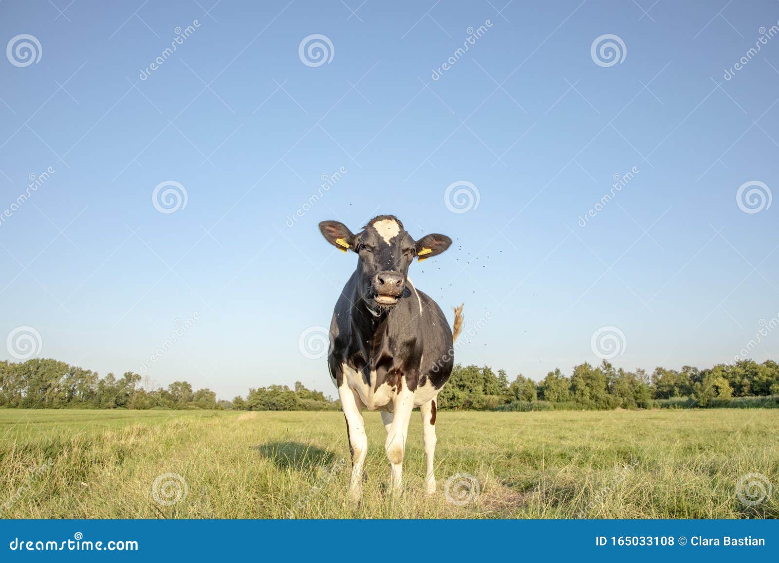 Black Pied Cow, Lots of Flies, Friesian Holstein, in the Netherlands in ...