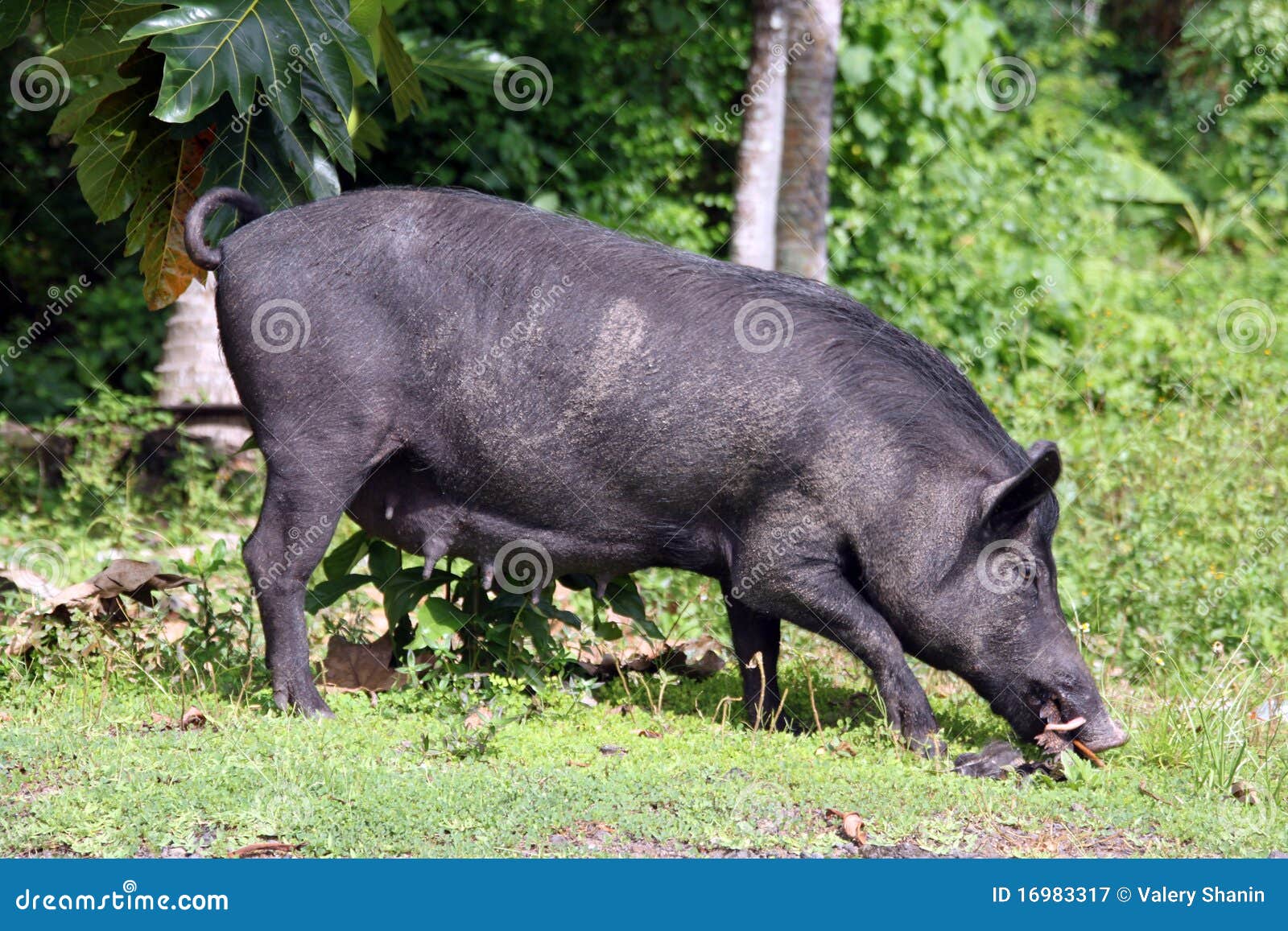 Black pig stock image. Image of farmyard, breeding, animals 16983317