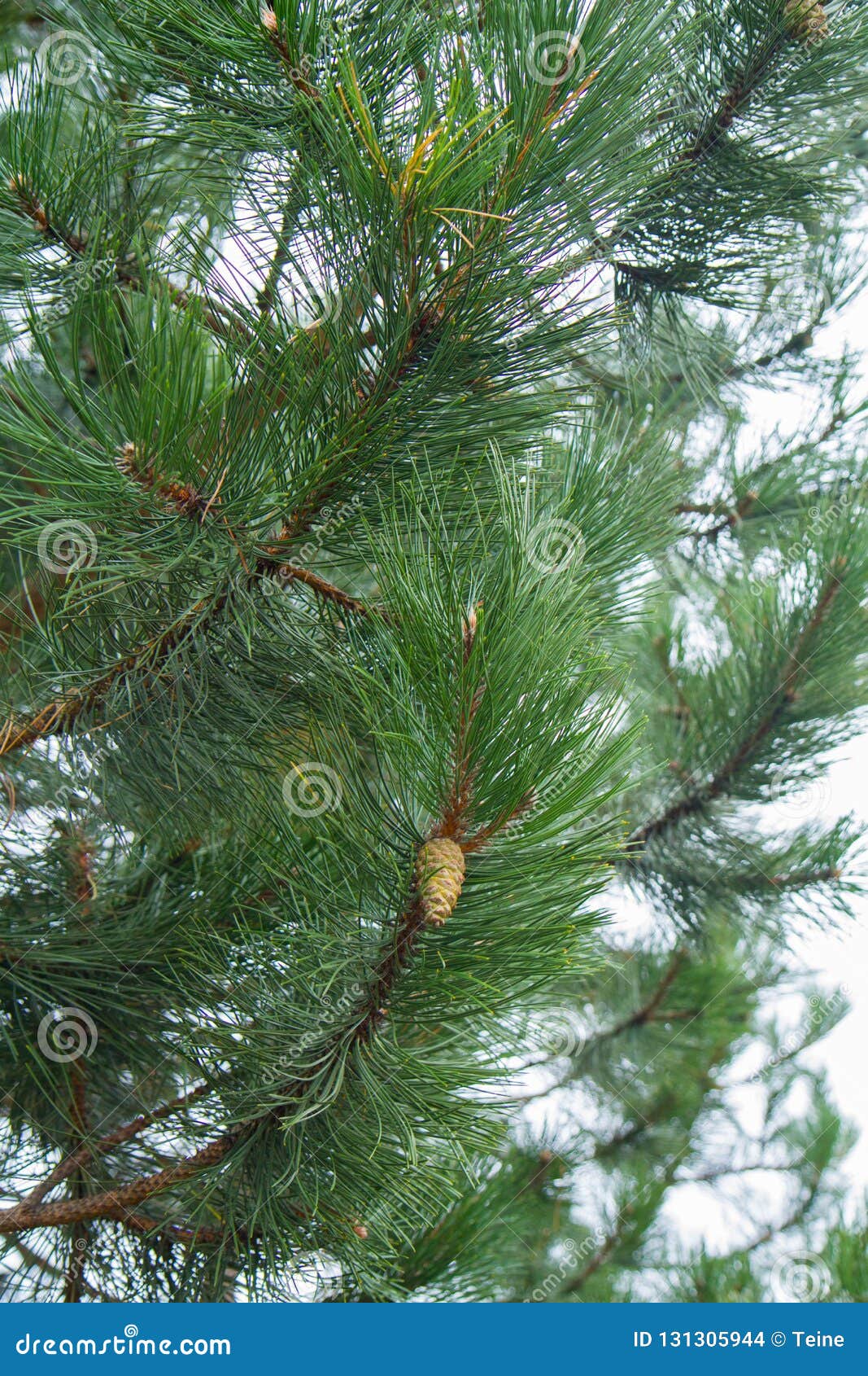 The black pine tree stock photo. Image of evergreen 131305944