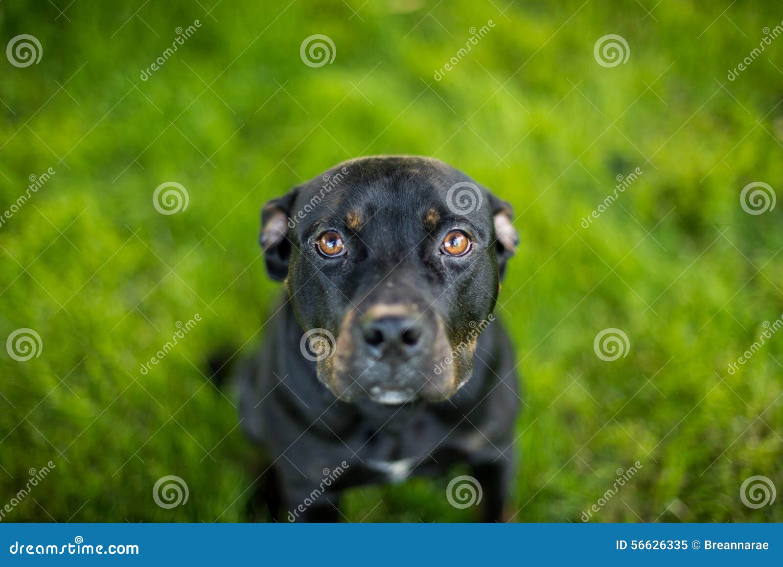 Black pit bull with puppy eyes and a low depth of field.