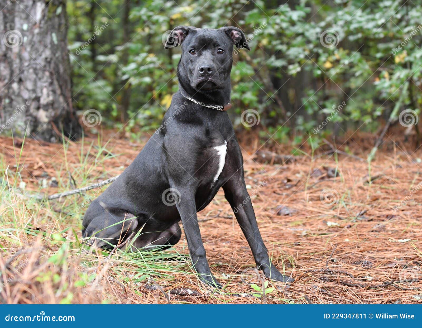 Black Pitbull Lab Boxer Mix Dog Sitting Down Outside on Leash Stock