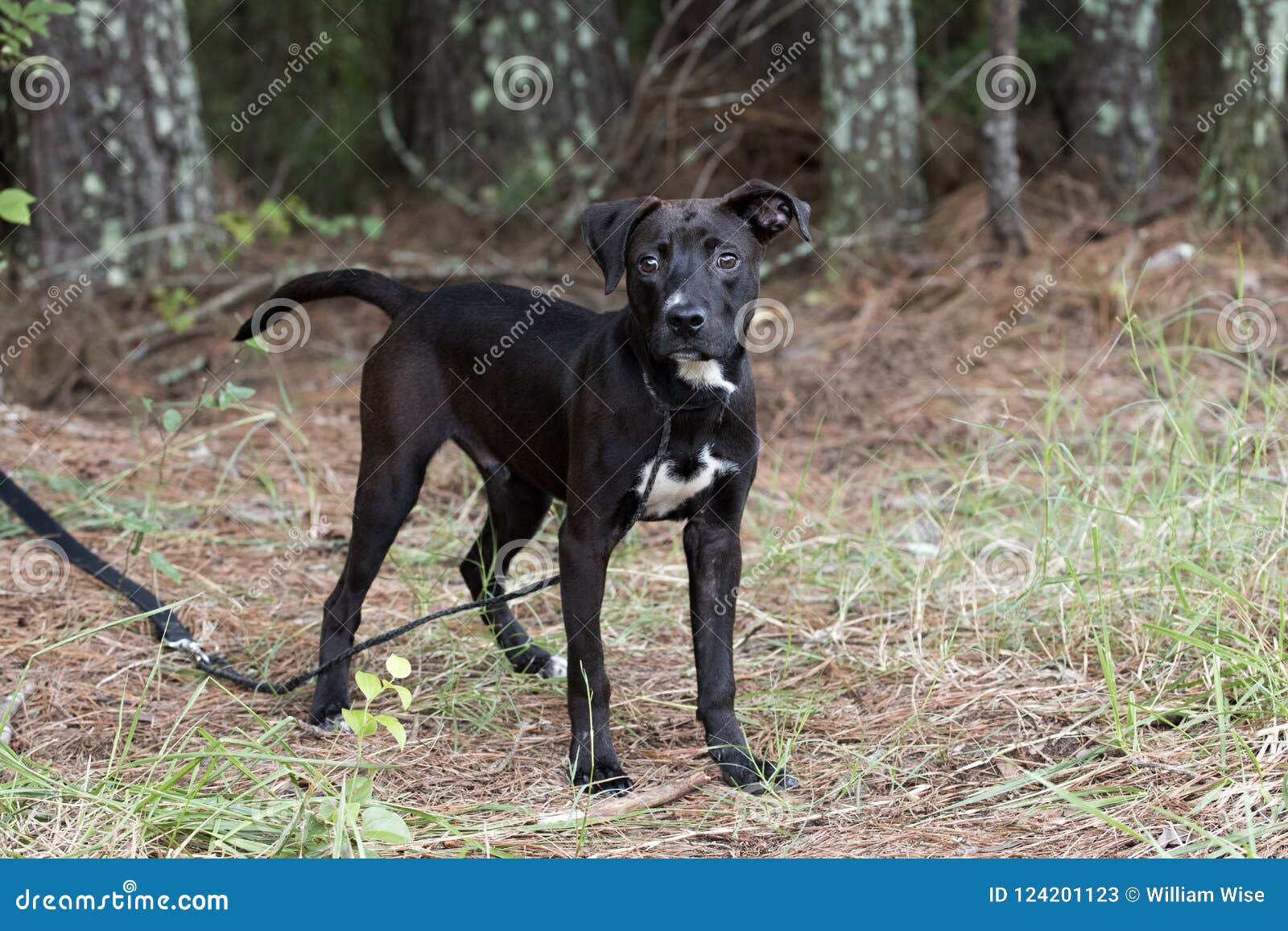 Black Pitbull Lab Mixed Puppy Dog Outdoors On Leash Stock Image - Image Of  Pitbull, County: 124201123