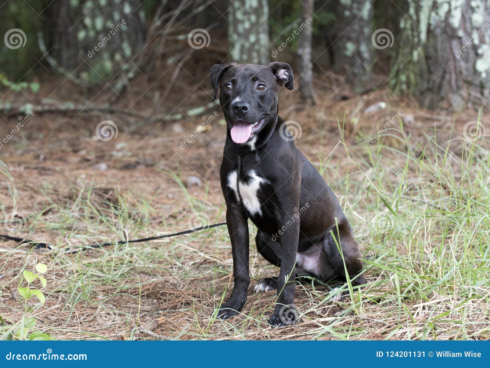 https www dreamstime com black pitbull lab mixed puppy dog sitting outdoors leash black five month old male pit bull labrador mixed breed mut pup image124201131