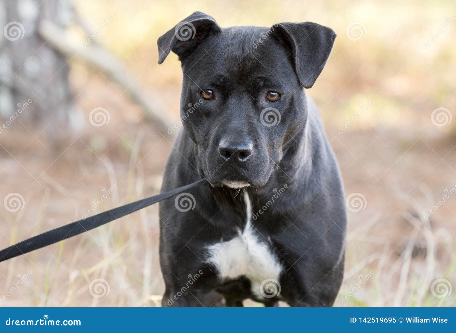 Black Pitbull Labrador Mixed Breed Dog Stock Image Image of shelter