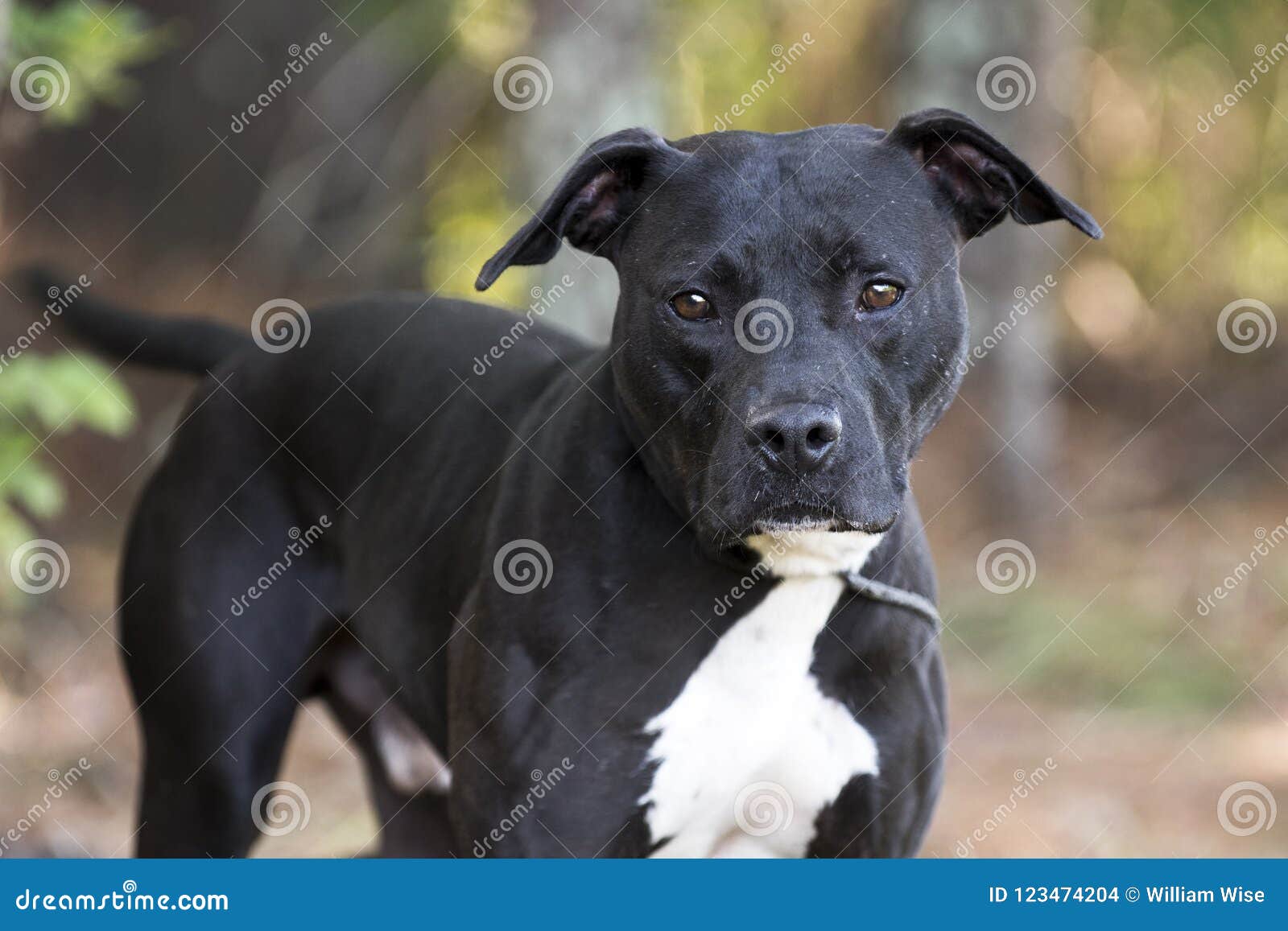 pitbull mixed with terrier