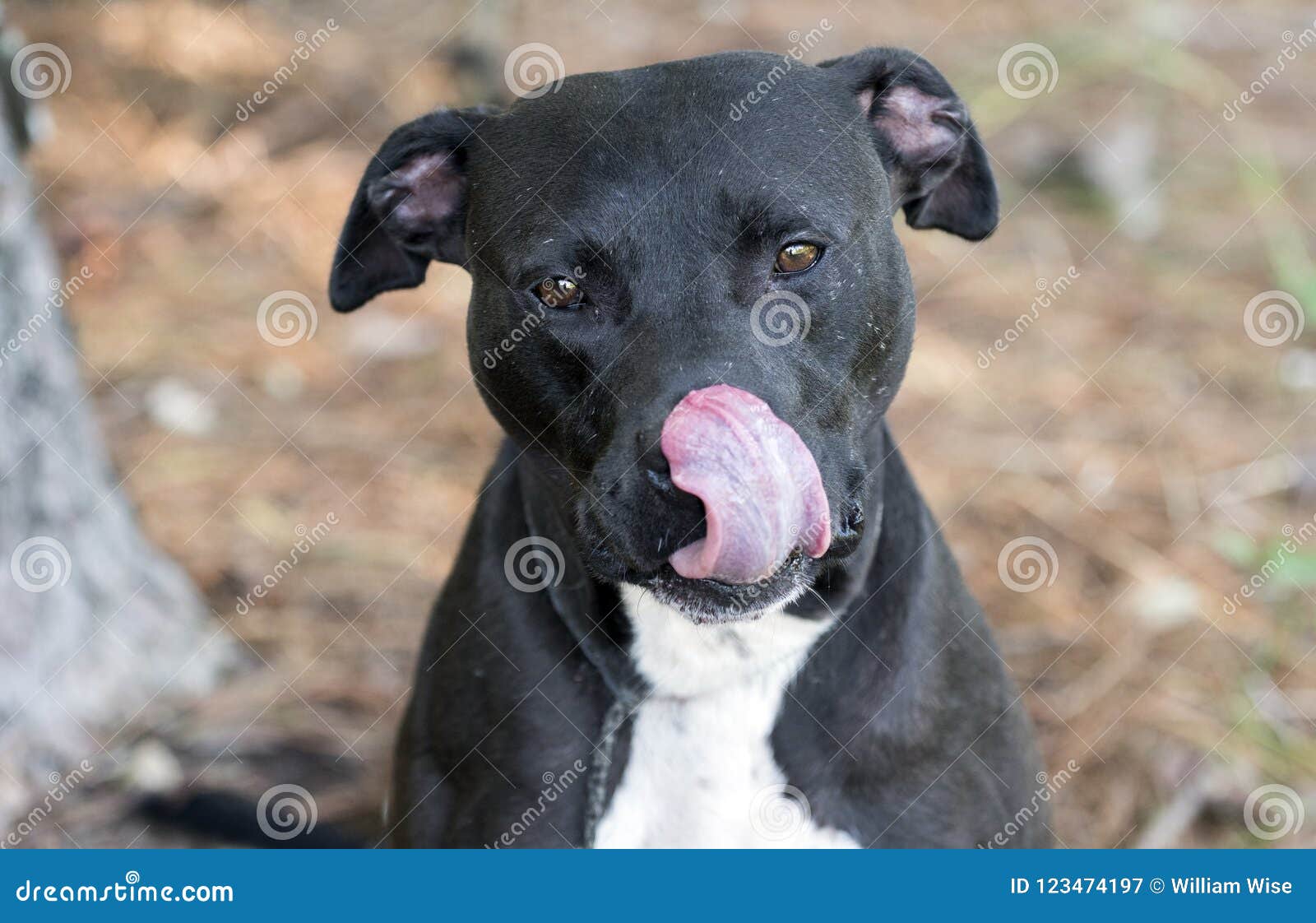 99+ Black Bull Terrier Pitbull Mix