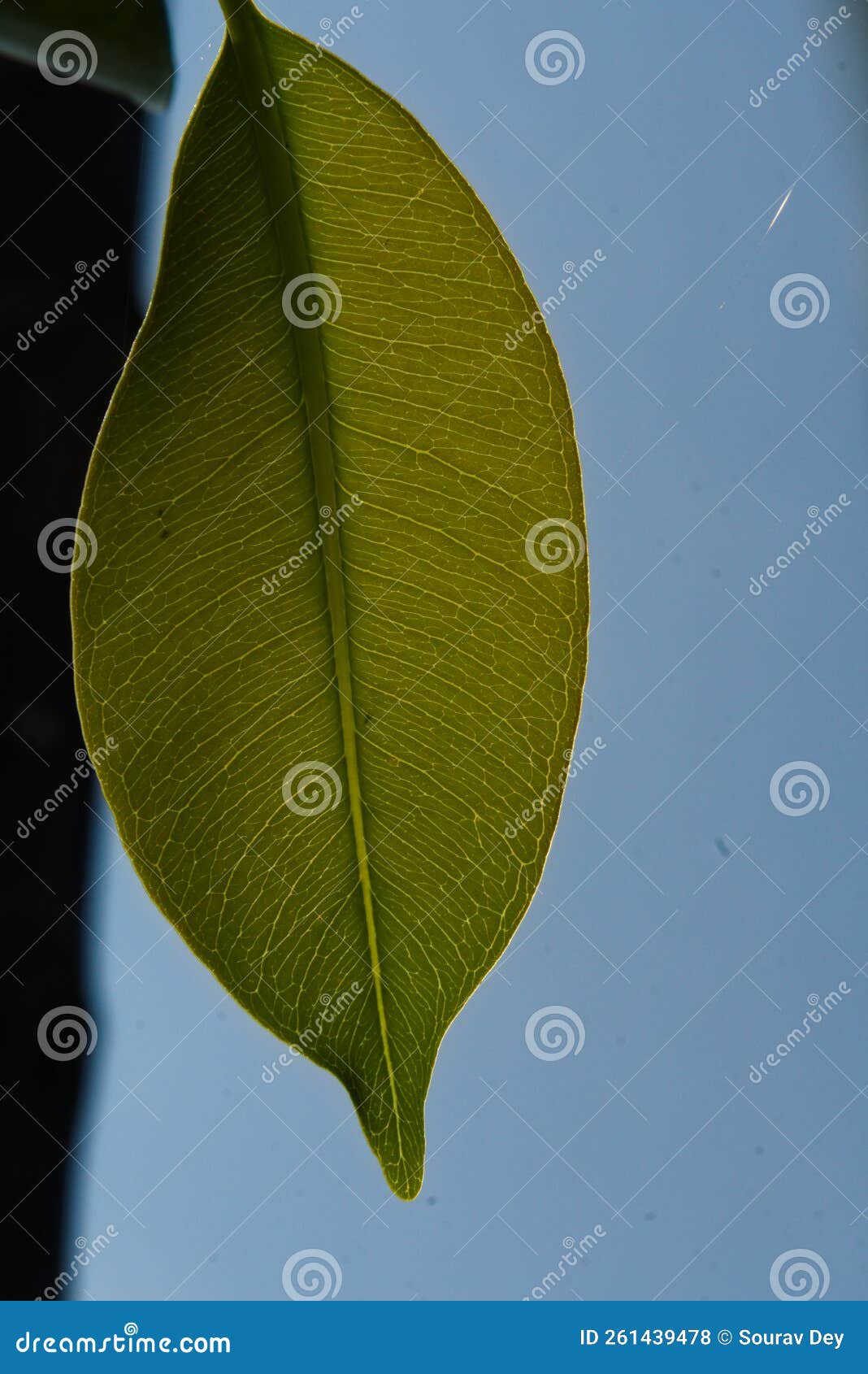 Black Plum Tree Leaf Texture Against Sunlight Stock Photo Image of