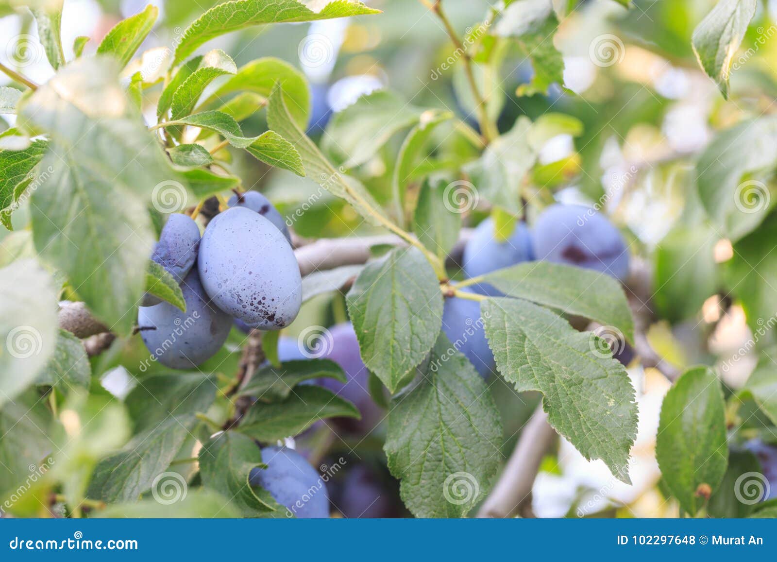 Black Plums on the Branches of the Plum Tree Stock Photo Image of beauty, healthy 102297648