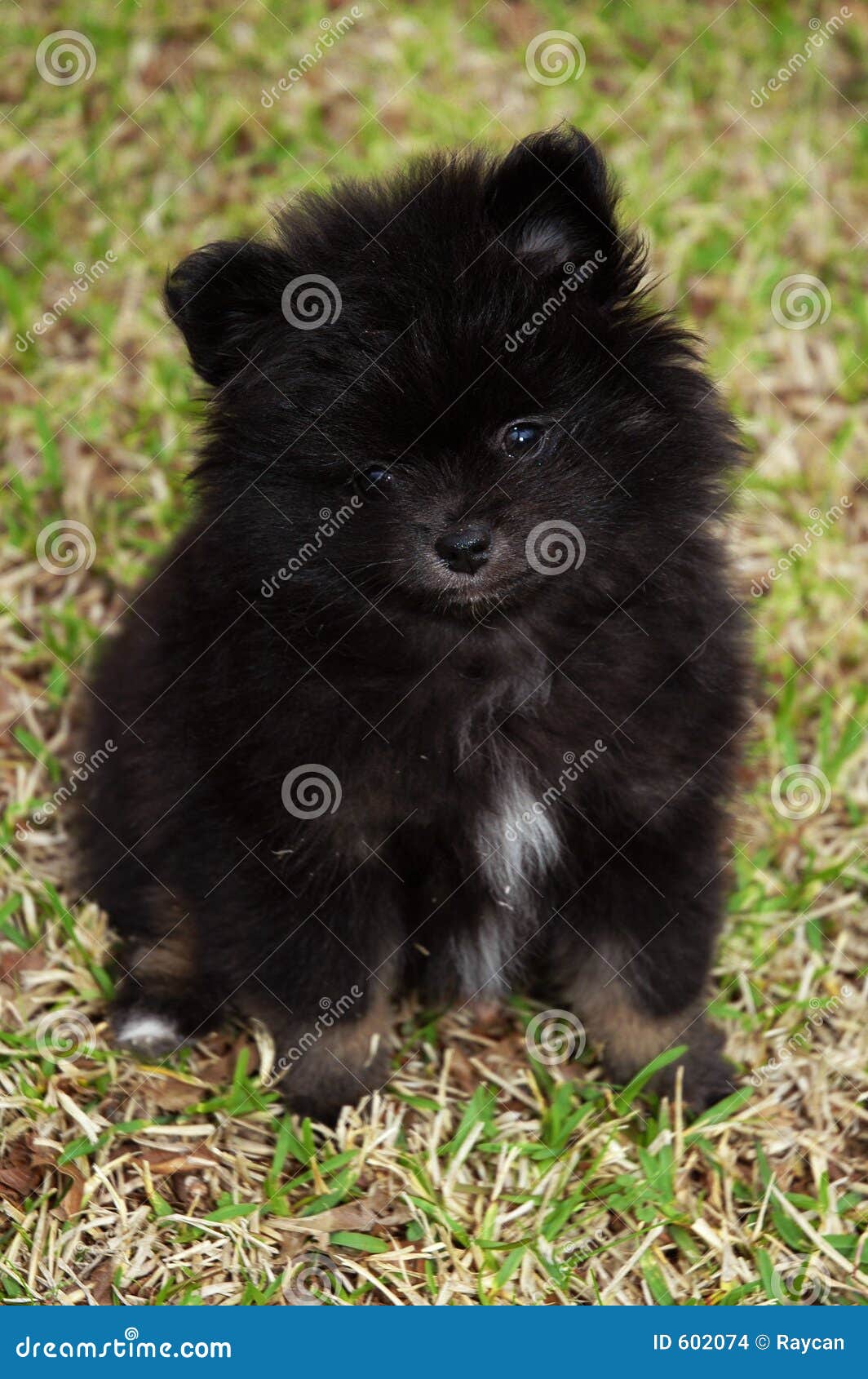 Little black cheap pomeranian