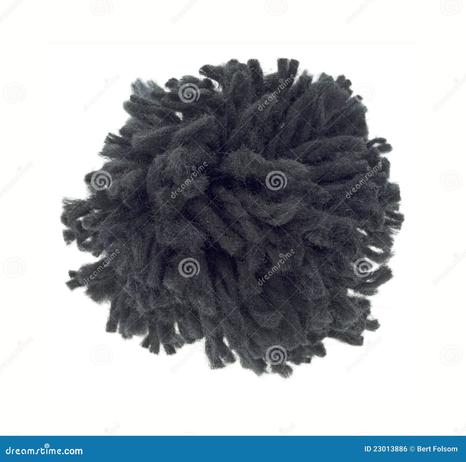 scabiosa black pompom for sale scabiosa black pompom for sale