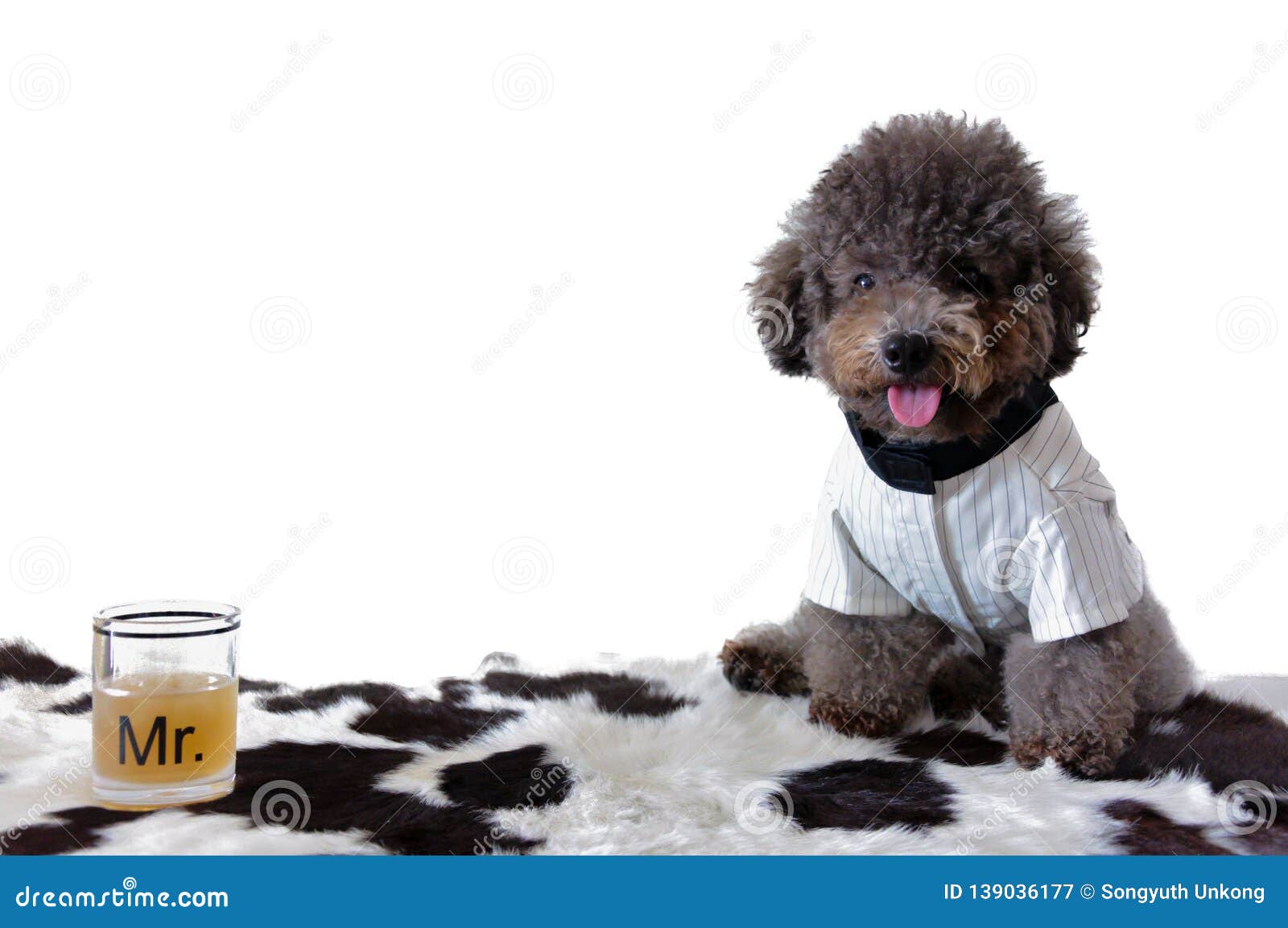 A Black Poodle Dog Wearing Tuxedo with a Glass of Drink. Stock Image - Image of pedigree, cute: 139036177 A Black Poodle Dog Wearing Tuxedo with a Glass of Drink. Stock Image - Image of pedigree, cute: 139036177