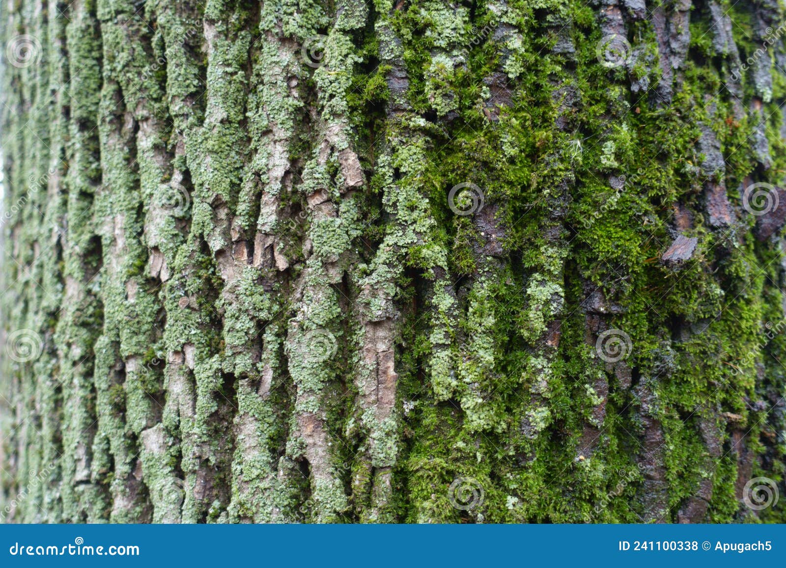 Black Poplar Bark Covered with Moss and Lichen Stock Photo Image of