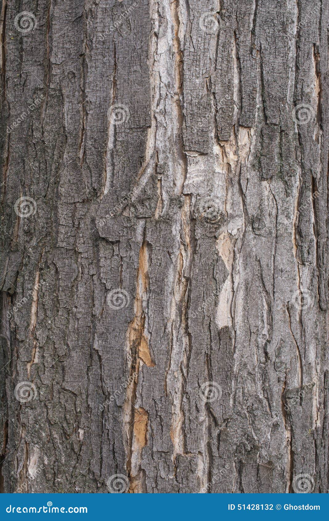 Black poplar tree bark stock photo. Image of plant, nature 51428132
