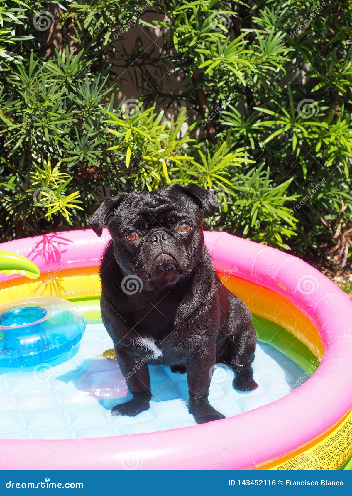 pug inflatable pool