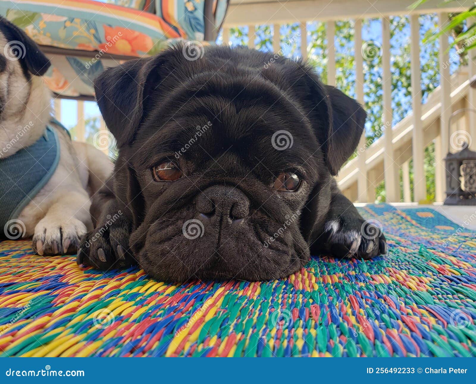 Black Pug on the Patio stock image. Image of patio, summer 256492233