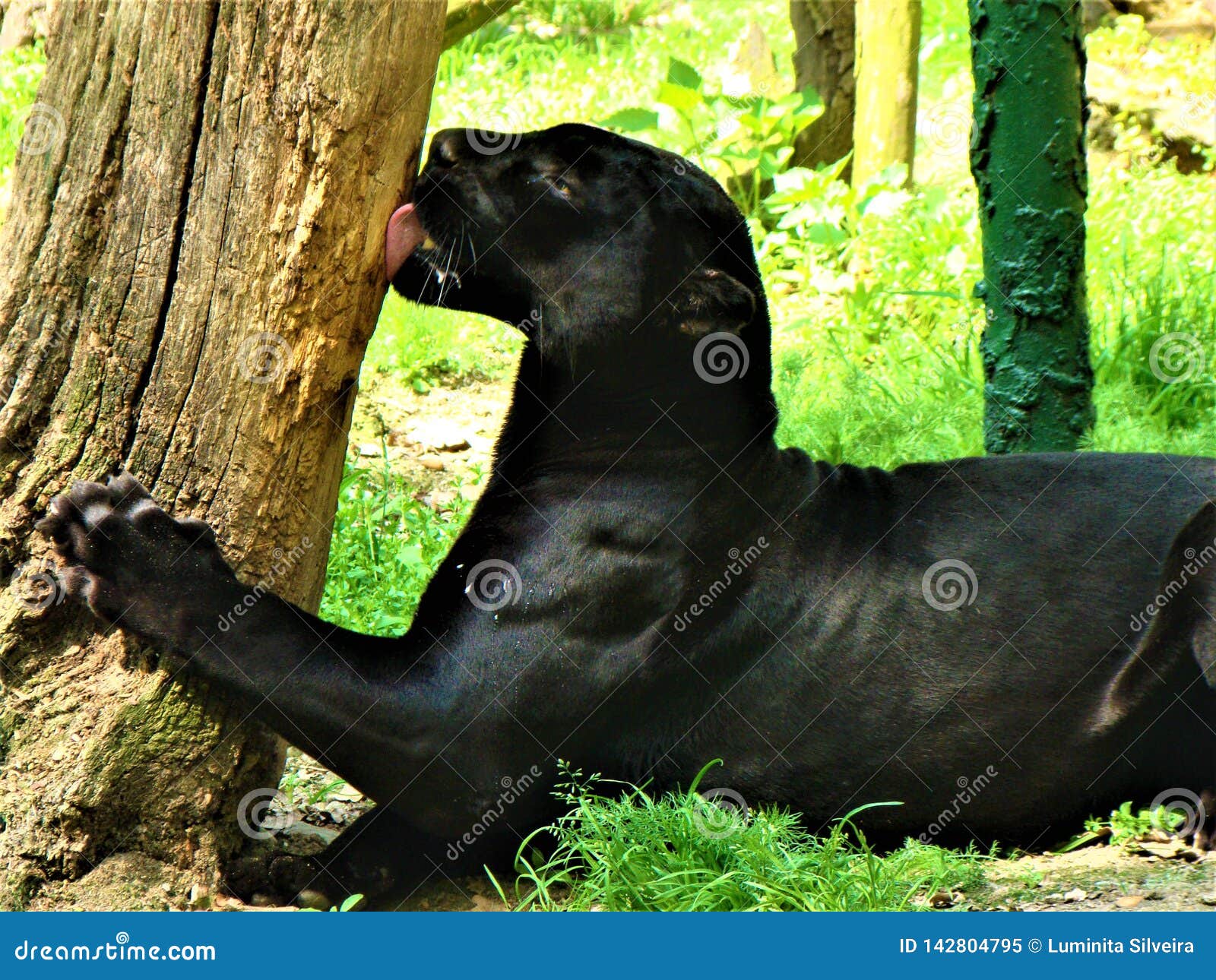 Black puma stock image. Image of 