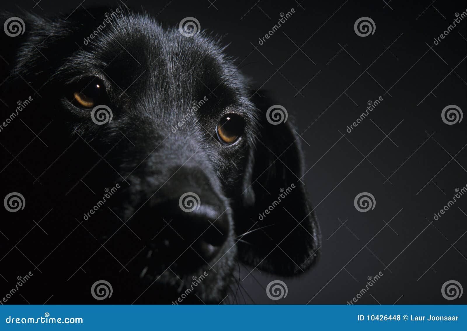 Black puppy stock photo. Image of eyes, doggy, domesticated - 10426448