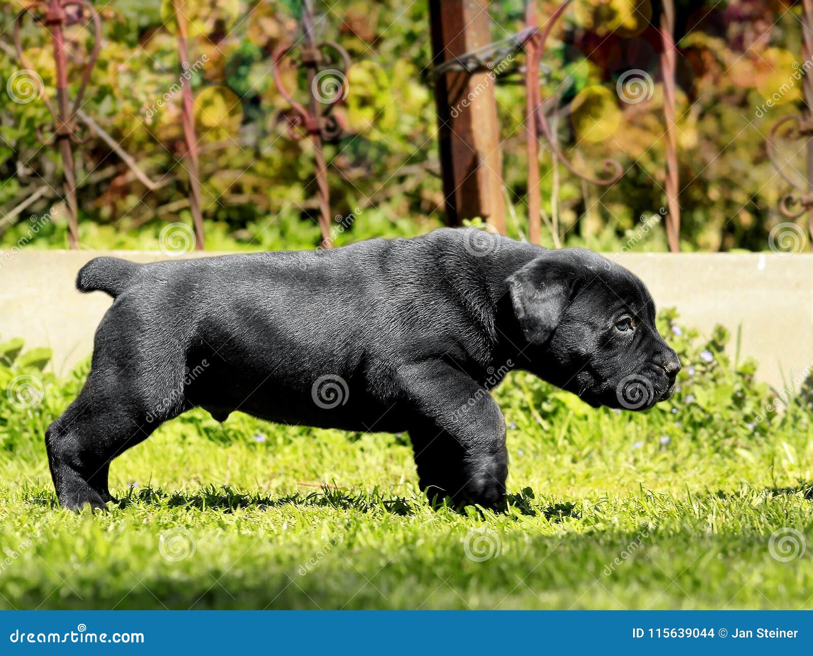 Black Puppy South African BoerBoel Stock Photo Image of bulldog, face 115639044