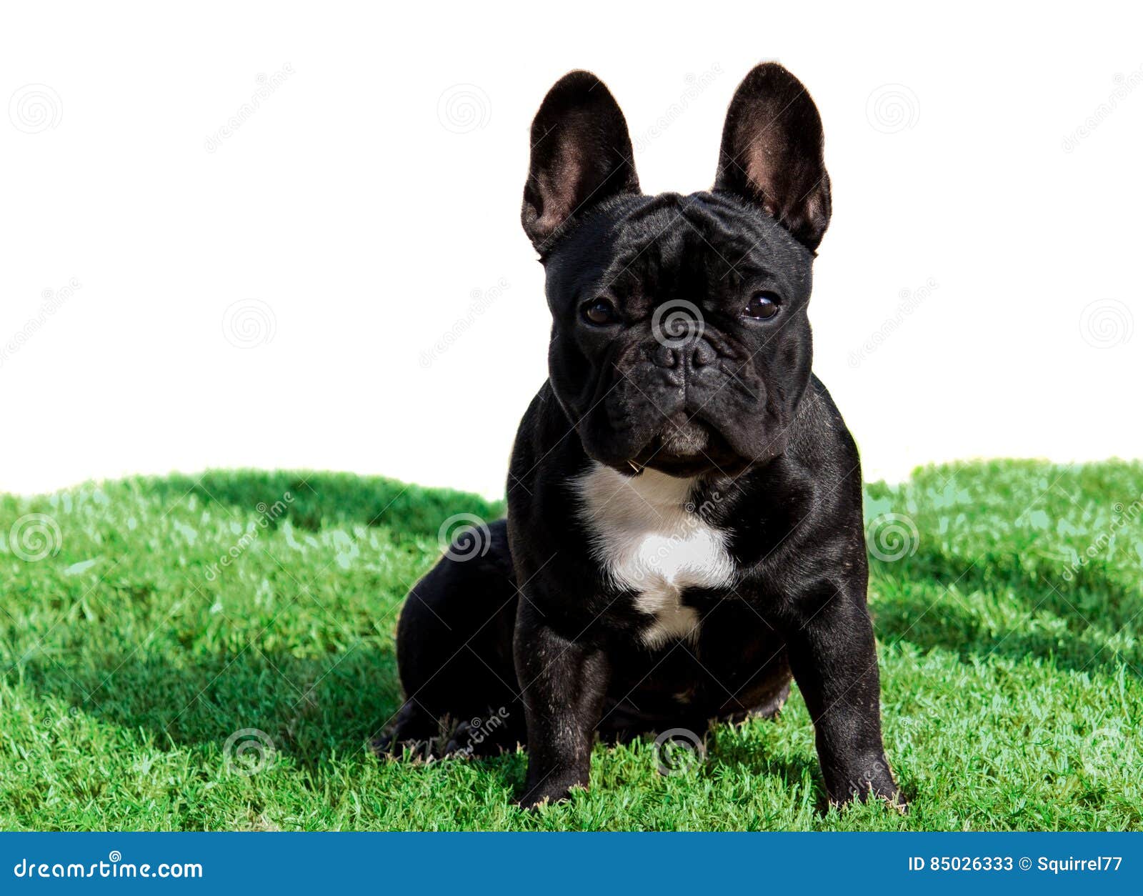 Black Purebred French Bulldog Sitting on Grass Stock Image - Image of ...