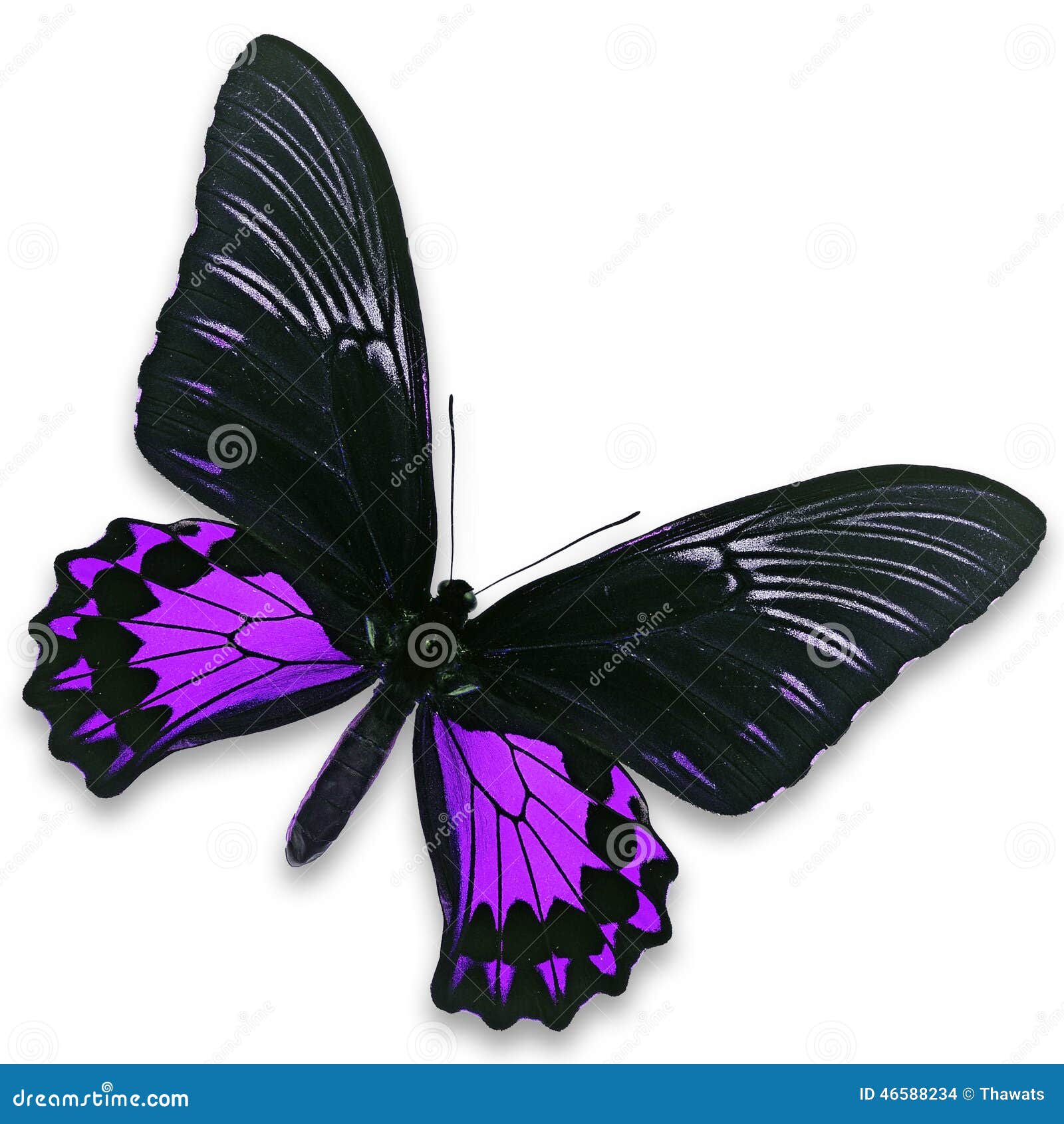Black and purple butterfly stock photo. Image of closeup 46588234
