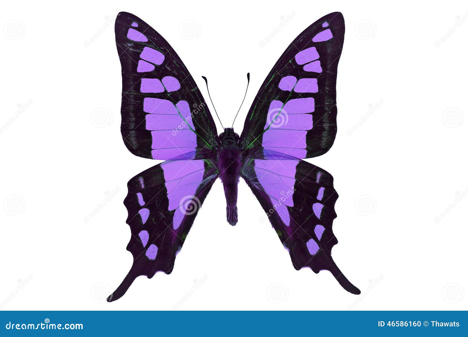 Black and purple butterfly stock photo. Image of spotted 46586160