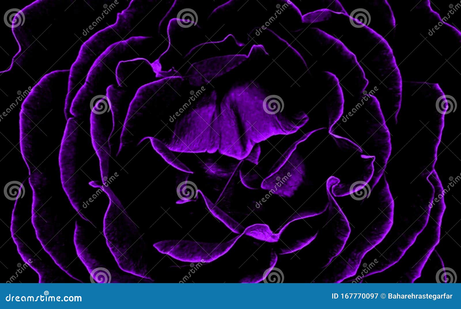 Black and Purple Rose Background Stock Image - Image of closeup