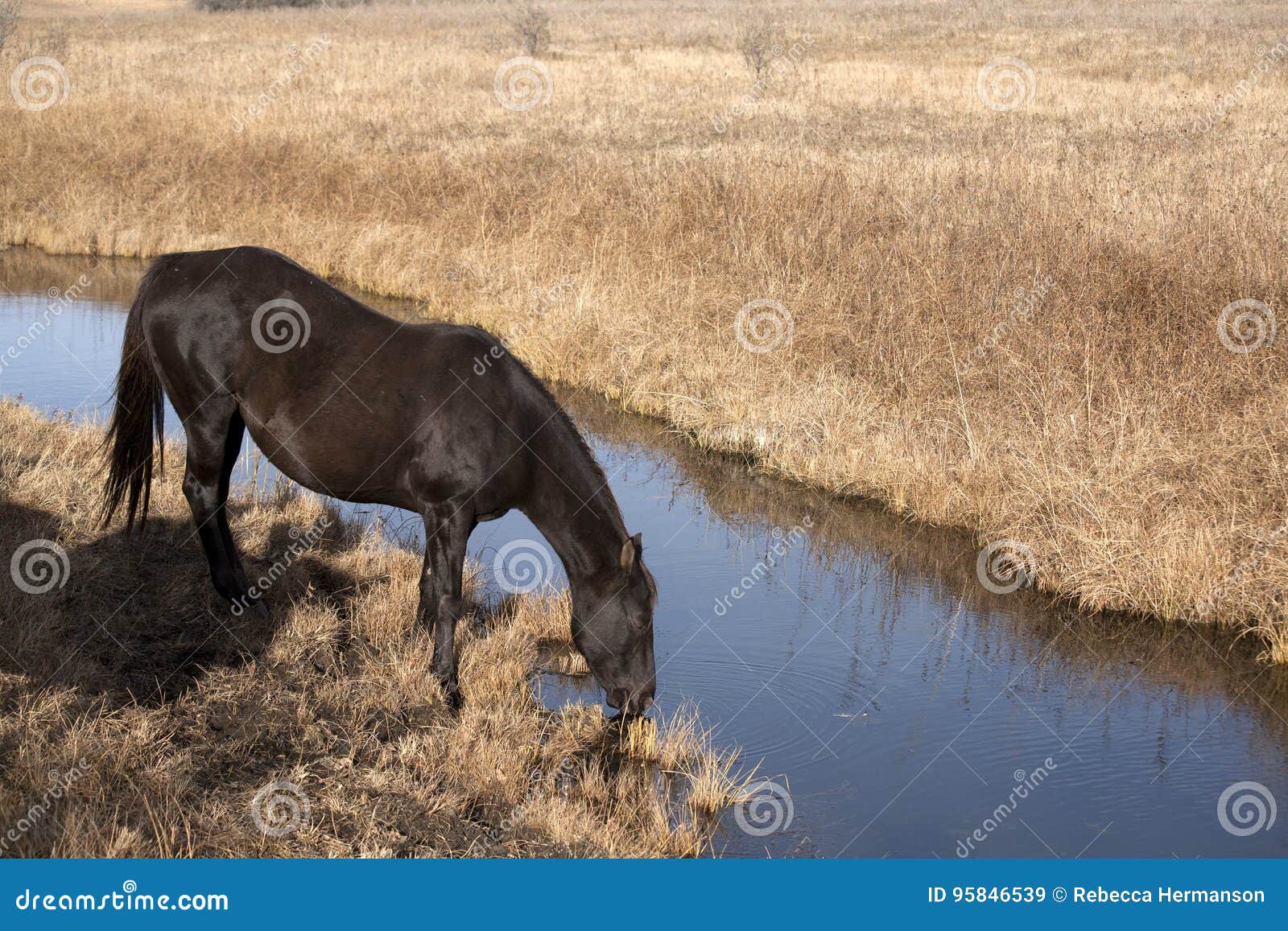 Black Quarter Horse Drinking from Stream Stock Image Image of