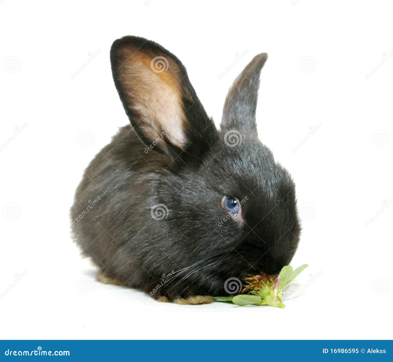 Black rabbit stock image. Image of bunny, tail, rabbit 16986595