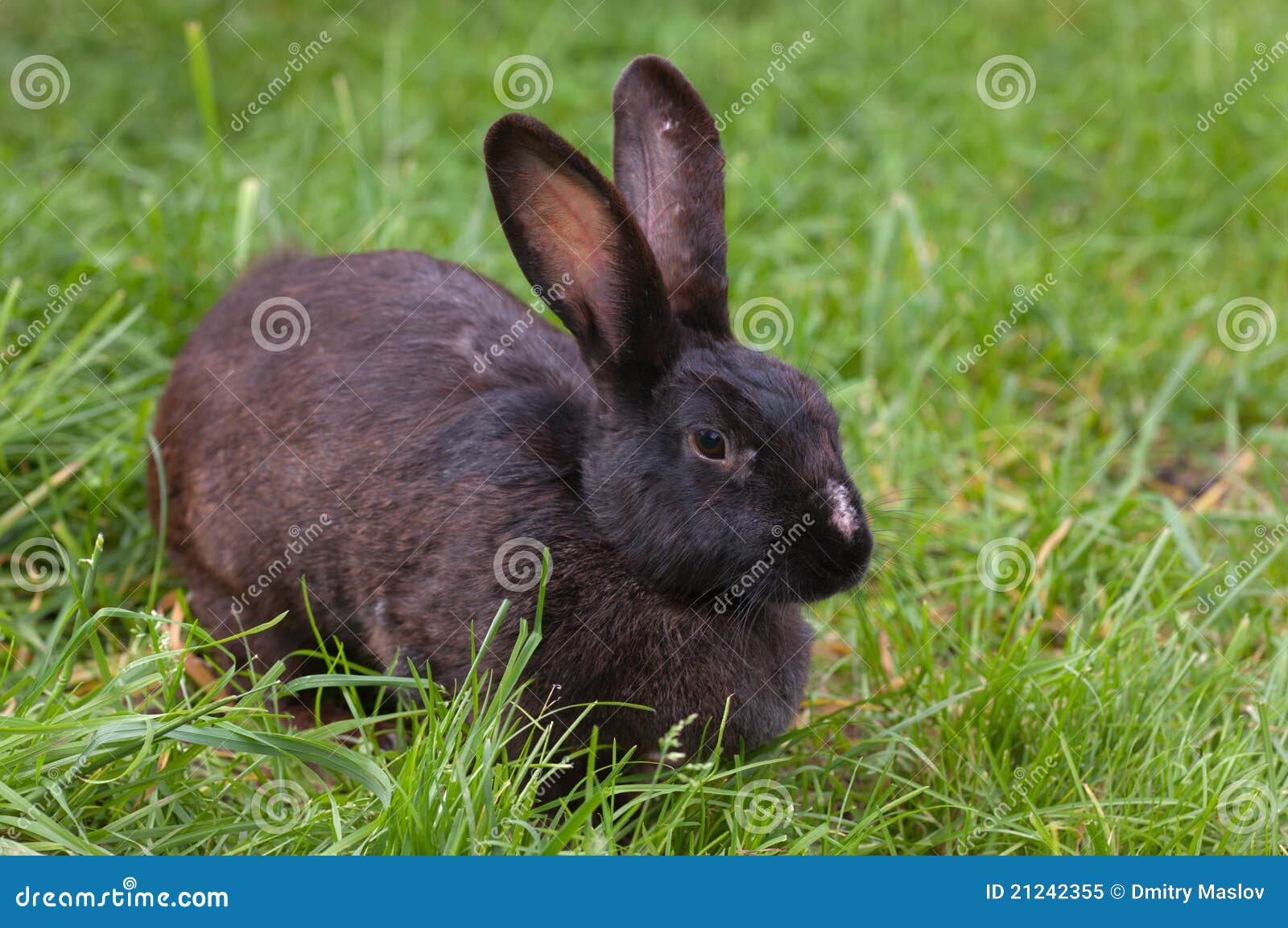 Black rabbit stock image. Image of bunny, nature, dark 21242355