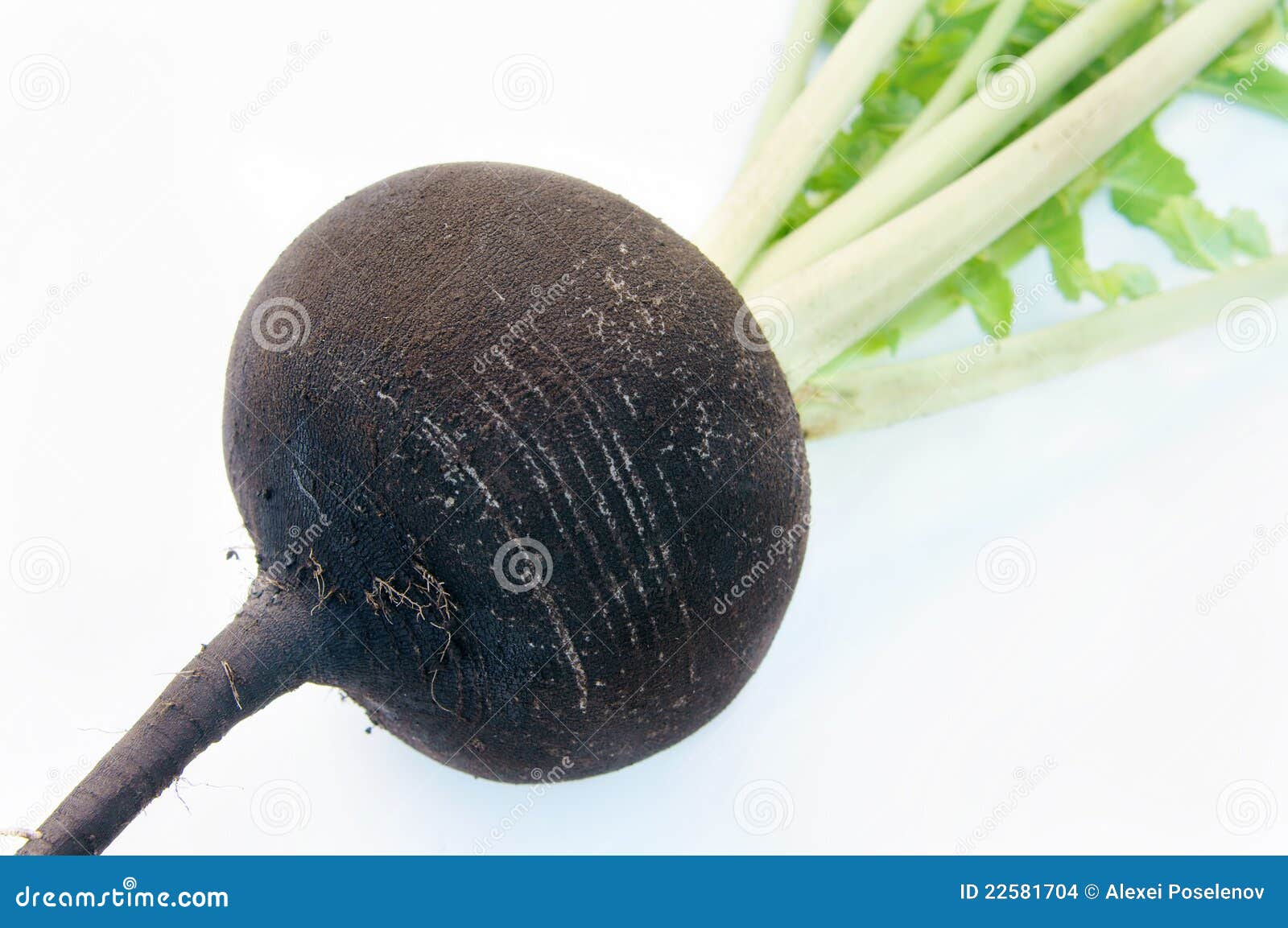 Black radish stock photo. Image of produce, black, herb 22581704