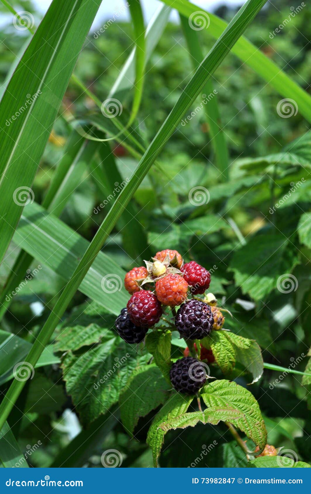 Black Raspberries Ripening Sun Stock Photos Free & RoyaltyFree Stock