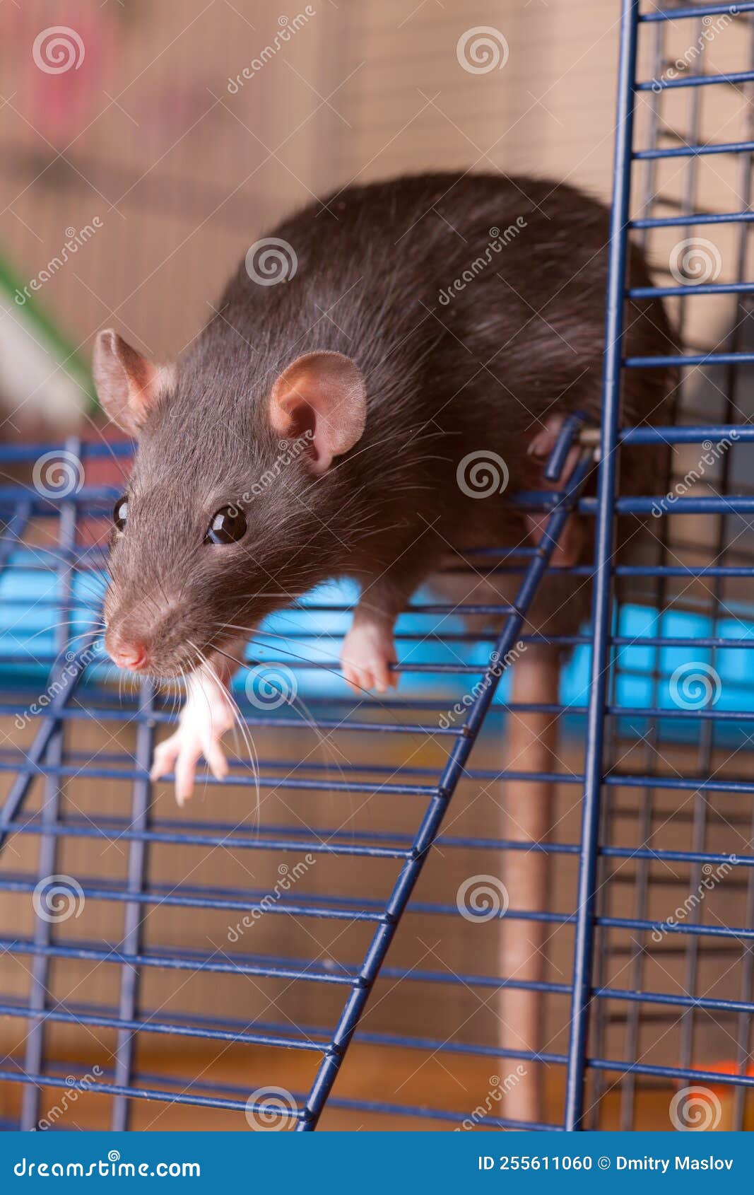 Black rat in cage closeup stock photo. Image of cute 255611060