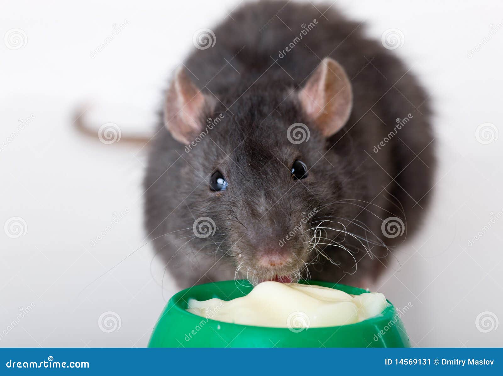 The black rat eats yoghurt stock image. Image of animals 14569131