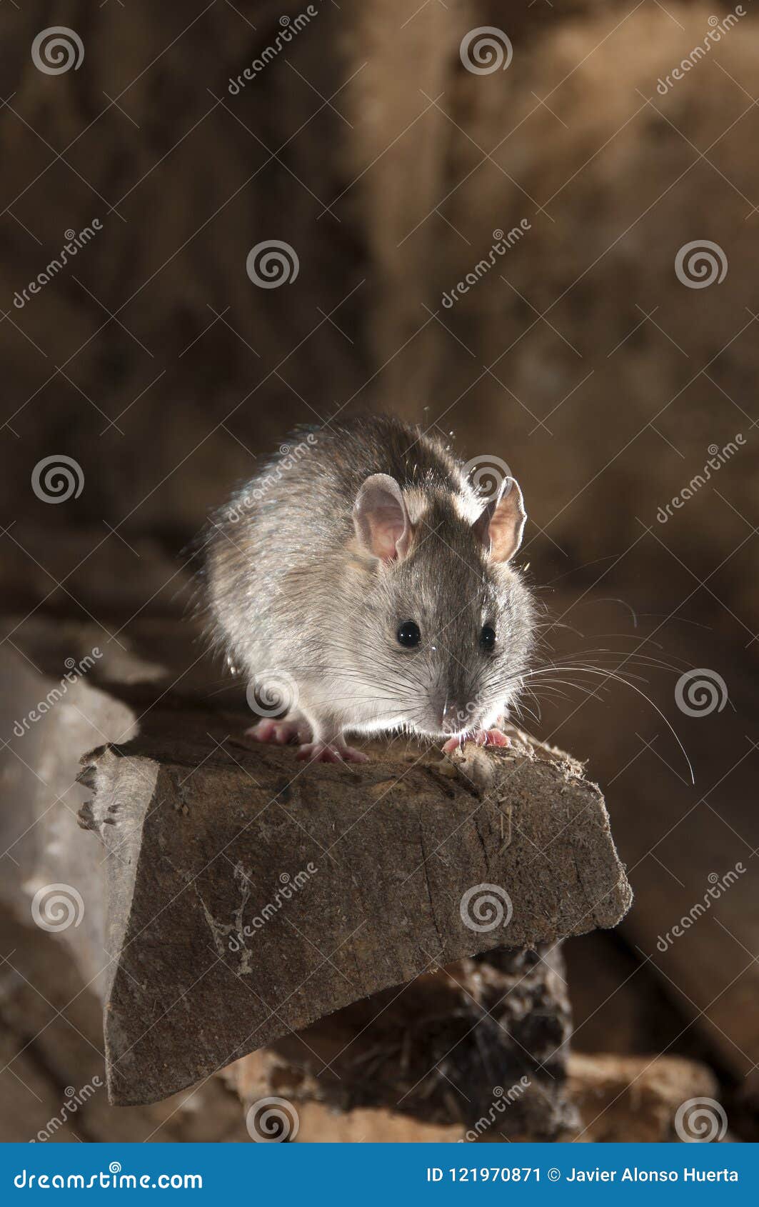Black Rat or Field Rat Portrait in an Old Haystack, Rattus Rattu Stock