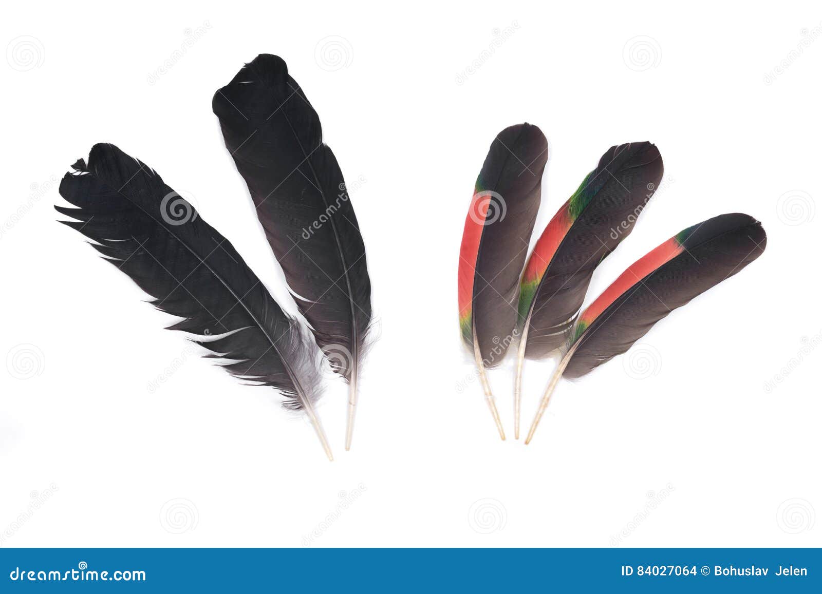 Black Raven and Amazon Parrot Feathers Stock Photo Image of isolated