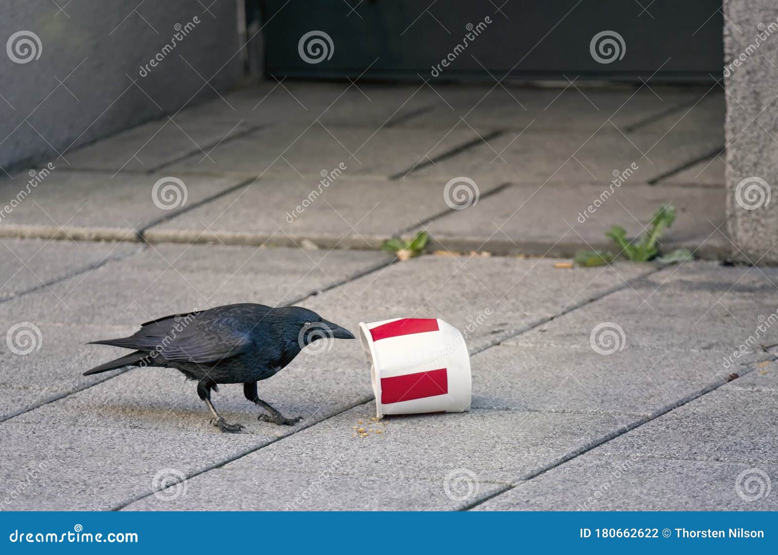Black Raven Bird Stealing Food Out of a Discarded Fast Food Packaging