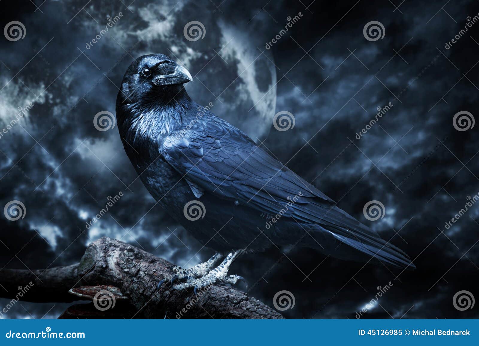 black raven in moonlight perched on tree.