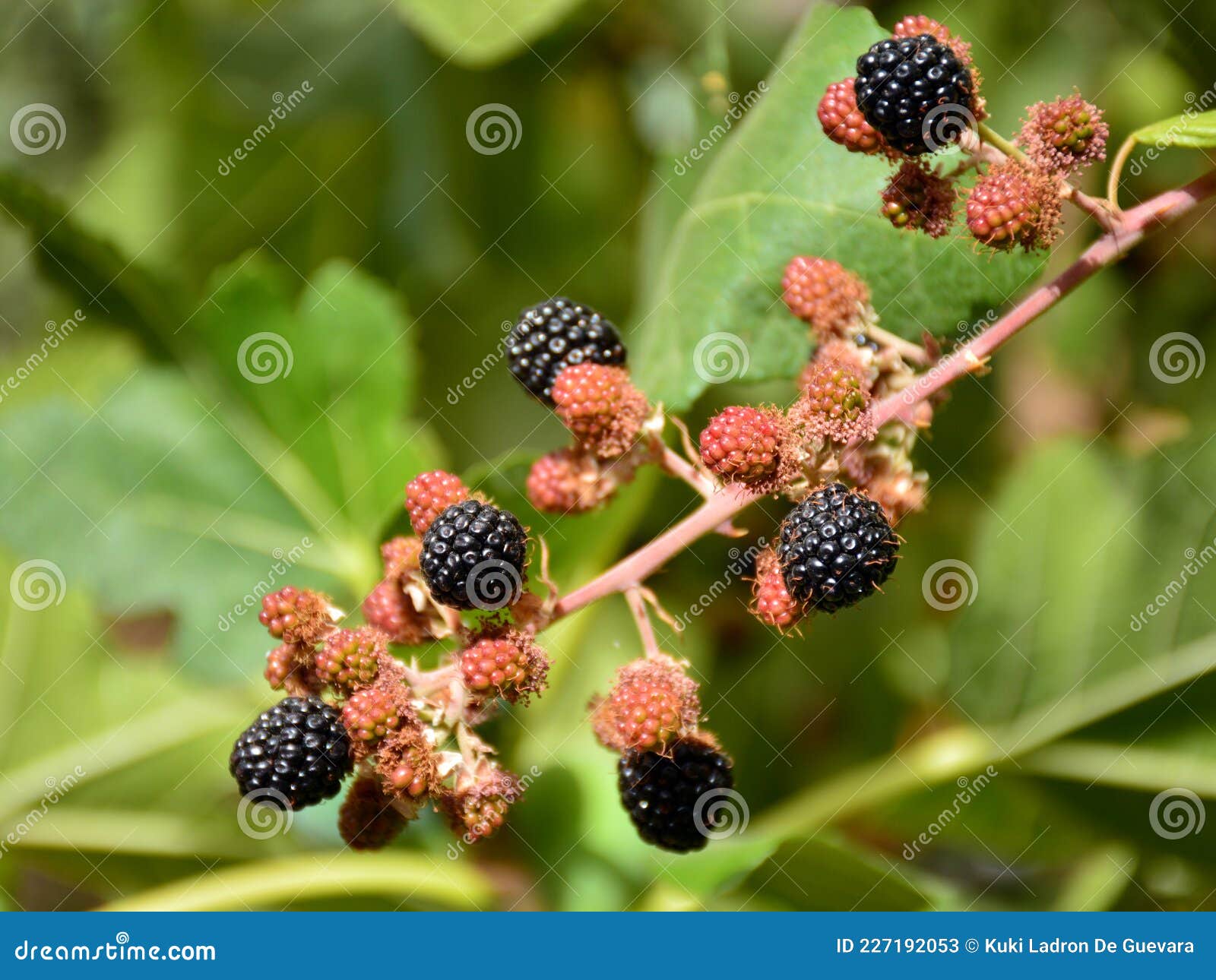black and red berries of the blackberry