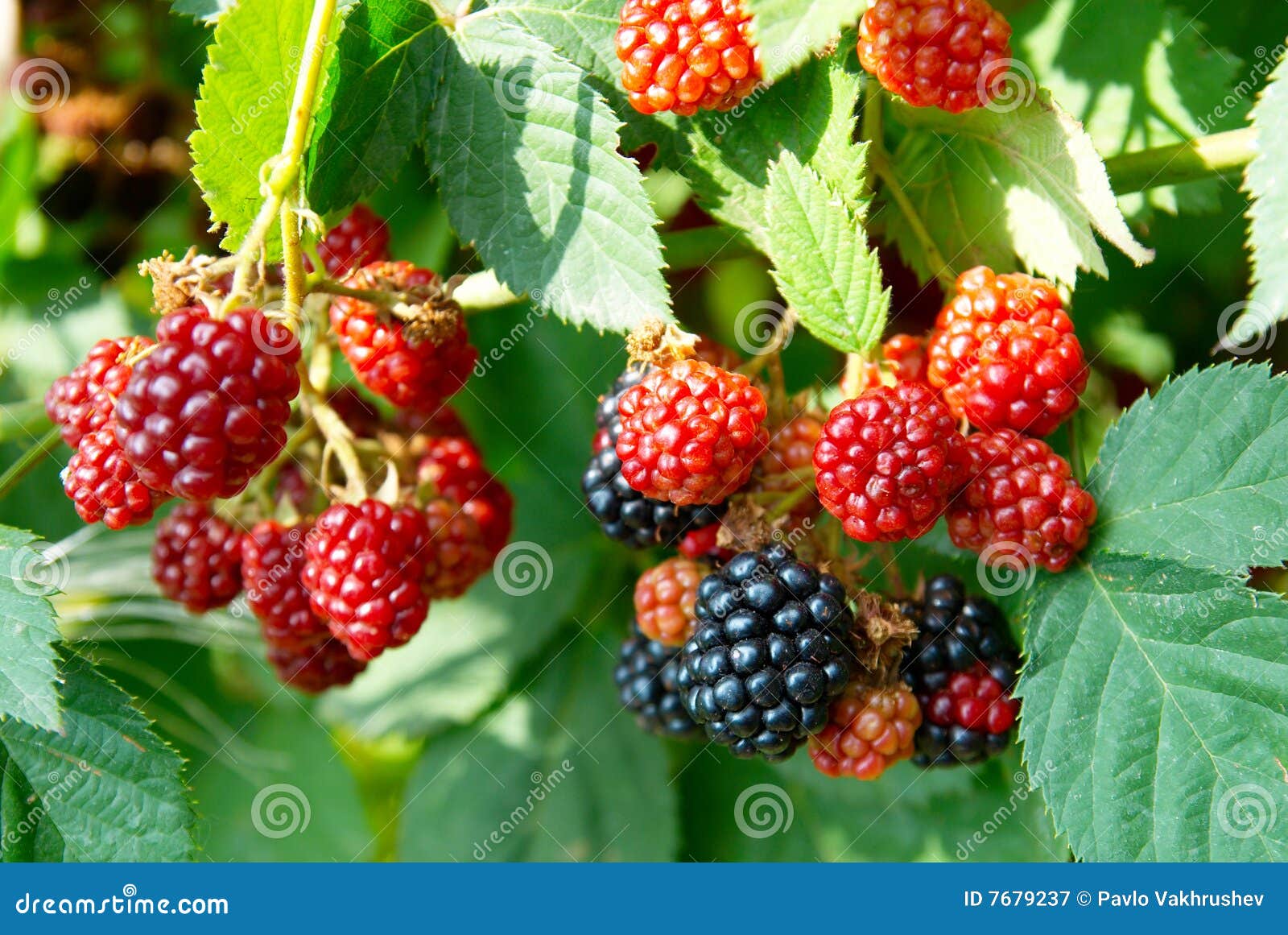 Black and red blackberries stock image. Image of light 7679237