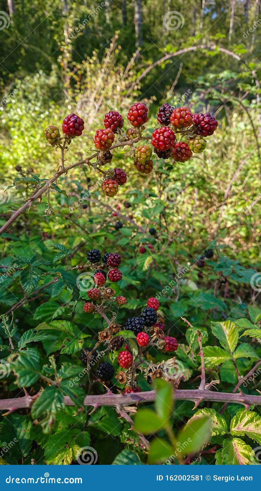 Black and Red Blackberries in a Forest (Rubus Ulmifolius Stock Image Image of juicy, outside