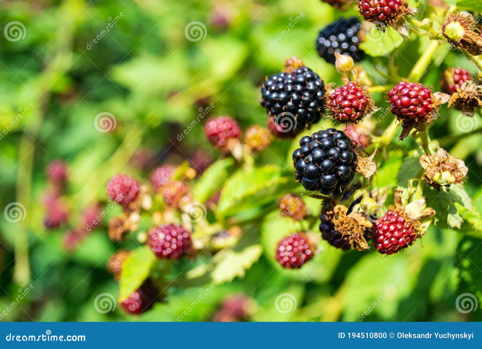 Black and Red Blackberries Ripen on the Bush Stock Photo Image of eating, leaf 194510800