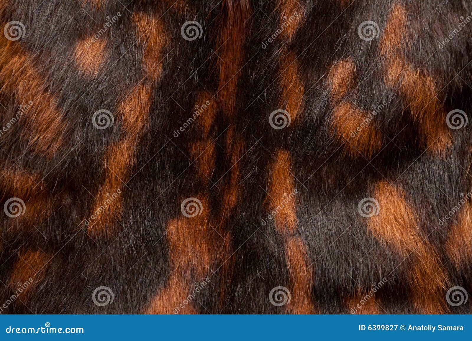 Black-and Red Spotted Fur Texture Picture. Image: 6399827