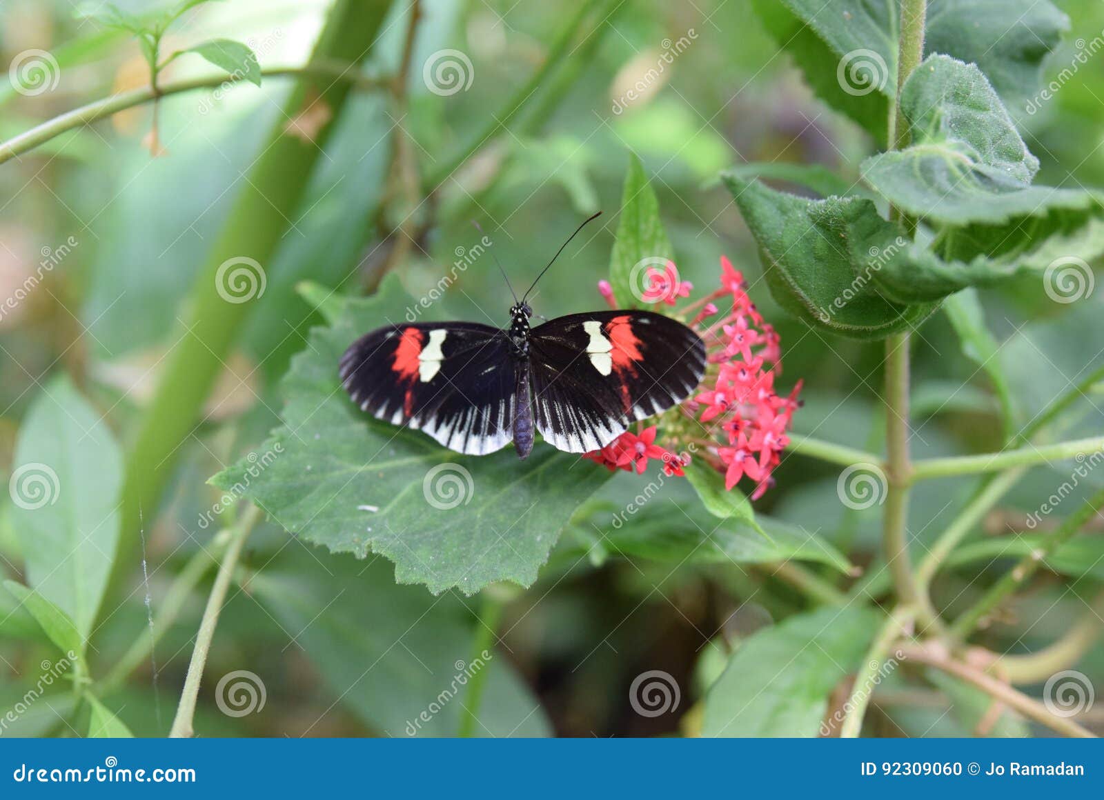 Black Red and White Butterfly Stock Photo Image of leaf, flower 92309060