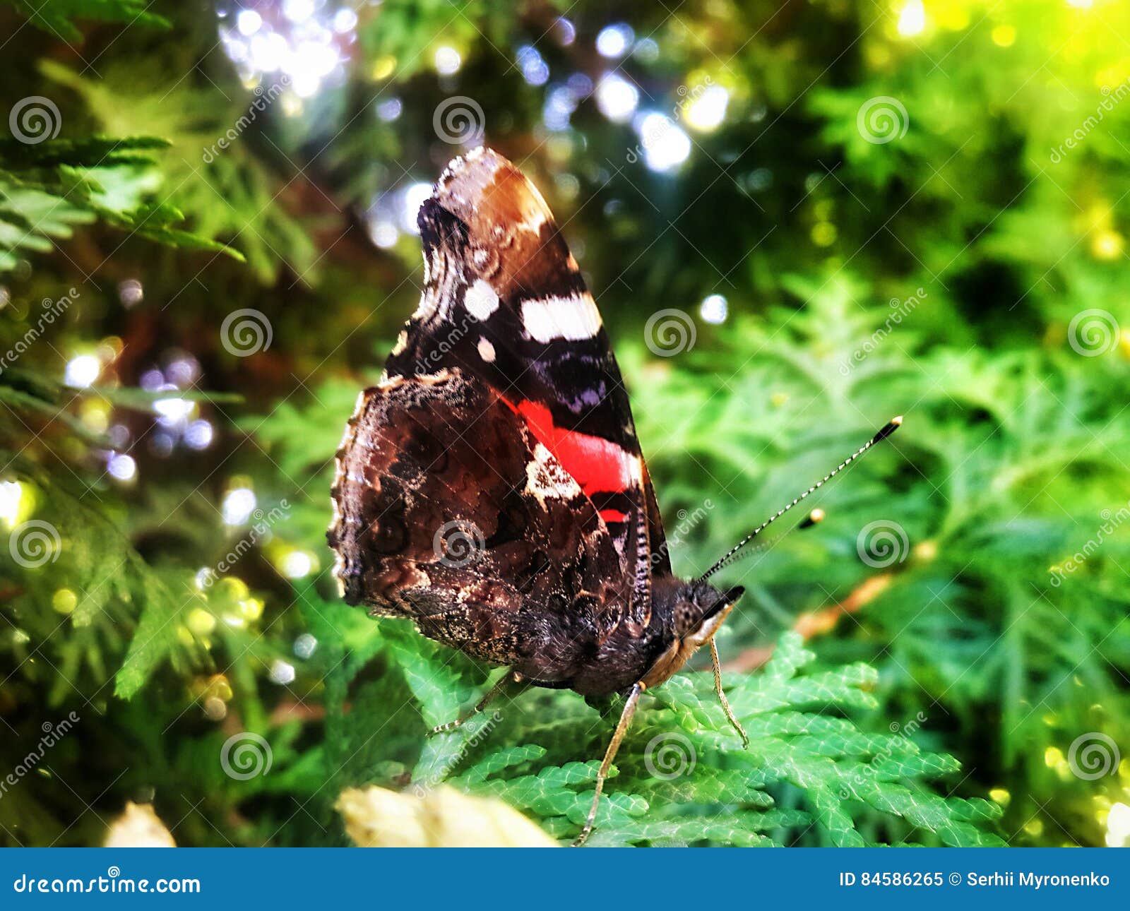 Black with Red and White Spots Butterfly at Tree Stock Image Image of